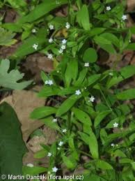 Attēlu rezultāti vaicājumam “Myosotis sparsiflora flower”