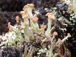 Attēlu rezultāti vaicājumam “Cladonia botrytes”