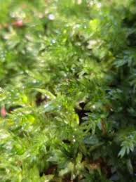 Attēlu rezultāti vaicājumam “Bryales”