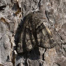 Attēlu rezultāti vaicājumam “Boudinotiana notha”