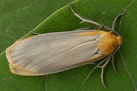 Attēlu rezultāti vaicājumam “Eilema depressa imago”