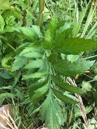 Attēlu rezultāti vaicājumam “Pastinaca sativa subsp. sylvestris leaf”