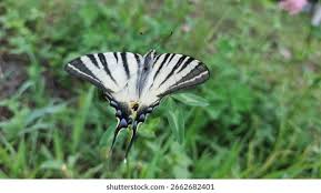 Attēlu rezultāti vaicājumam “Papilionidae”