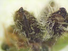 Attēlu rezultāti vaicājumam “Andricus foecundatrix”