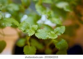 Attēlu rezultāti vaicājumam “Melissa officinalis leaf”