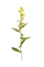 Attēlu rezultāti vaicājumam “Solidago virgaurea”