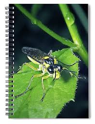 Attēlu rezultāti vaicājumam “Tenthredinidae”