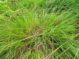 Attēlu rezultāti vaicājumam “Carex appropinquata”