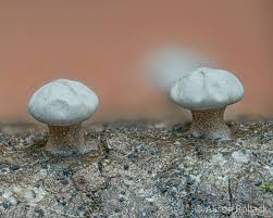 Attēlu rezultāti vaicājumam “Diderma montanum spores”