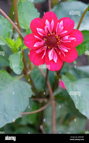 Image result for Dahlia `Red Skin`