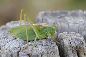 Attēlu rezultāti vaicājumam “Tettigonia cantans”