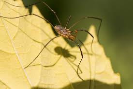 Attēlu rezultāti vaicājumam “Opiliones”