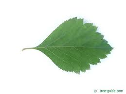 Attēlu rezultāti vaicājumam “Crataegus douglasii”