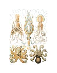 Image result for ernst haeckel