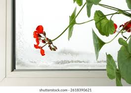 Attēlu rezultāti vaicājumam “Geranium bohemicum bud”