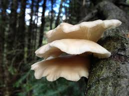 Attēlu rezultāti vaicājumam “Pleurotus ostreatus”