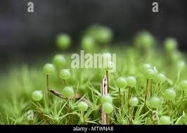 Attēlu rezultāti vaicājumam “Bartramia pomiformis sporophyte”