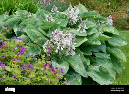 Attēlu rezultāti vaicājumam “Hosta sp.”