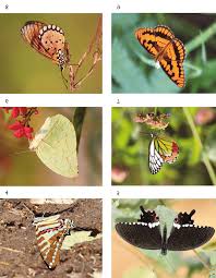 Attēlu rezultāti vaicājumam “Lepidoptera”