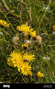 Attēlu rezultāti vaicājumam “Hieracium umbellatum flower”