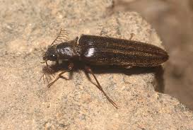 Attēlu rezultāti vaicājumam “Elateridae”