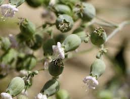 Attēlu rezultāti vaicājumam “Silene vulgaris”