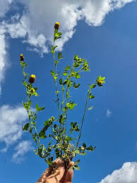 Attēlu rezultāti vaicājumam “Trifolium spadiceum”