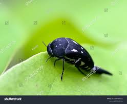 Attēlu rezultāti vaicājumam “Mordella sp.”