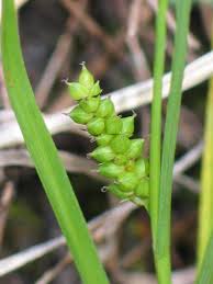 Attēlu rezultāti vaicājumam “Carex paupercula”