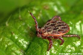 Attēlu rezultāti vaicājumam “Dermacentor reticulatus female”