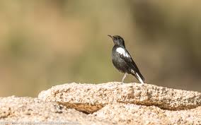 Attēlu rezultāti vaicājumam “Oenanthe oenanthe male”