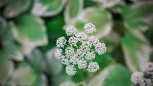 Attēlu rezultāti vaicājumam “Aegopodium podagraria”