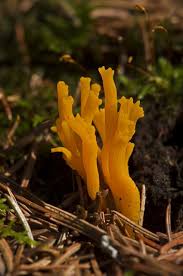 Attēlu rezultāti vaicājumam “Calocera viscosa”