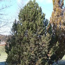 Attēlu rezultāti vaicājumam “Pinus nigra”