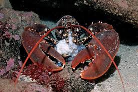 Image result for Homarus gammarus