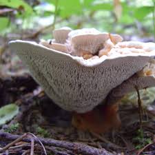 Attēlu rezultāti vaicājumam “Hydnellum aurantiacum”