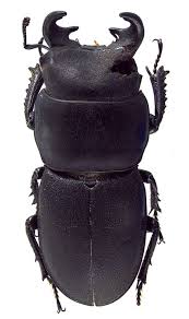 Attēlu rezultāti vaicājumam “Lucanidae”