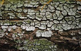 Attēlu rezultāti vaicājumam “Xylobolus frustulatus”