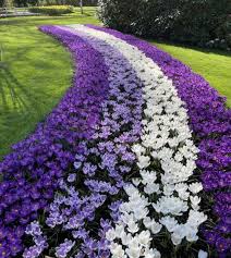Attēlu rezultāti vaicājumam “Crocus vernus subsp. vernus flower”