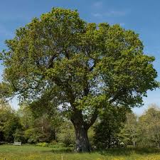 Attēlu rezultāti vaicājumam “Quercus robur”