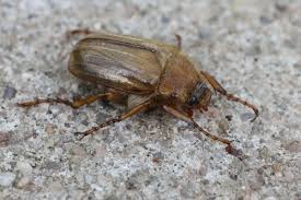 Attēlu rezultāti vaicājumam “Amphimallon solstitiale imago”