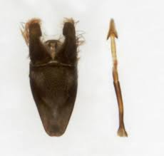 Attēlu rezultāti vaicājumam “Cauchas rufimitrella”