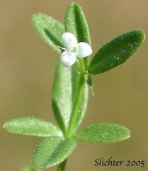 Attēlu rezultāti vaicājumam “Galium trifidum”