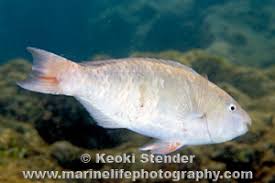 Image result for Scarus psittacus