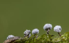 Attēlu rezultāti vaicājumam “Physarum murinum”