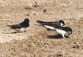 Attēlu rezultāti vaicājumam “Delichon urbicum nest”