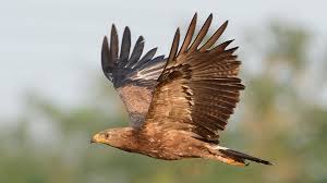 Attēlu rezultāti vaicājumam “Aquila pomarina”