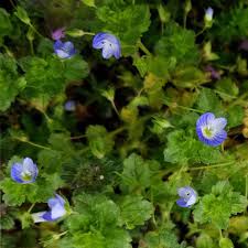 Attēlu rezultāti vaicājumam “Veronica persica leaf”