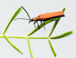 Attēlu rezultāti vaicājumam “Lygistopterus sanguineus larva”