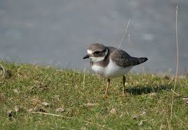 Attēlu rezultāti vaicājumam “Charadrius hiaticula”